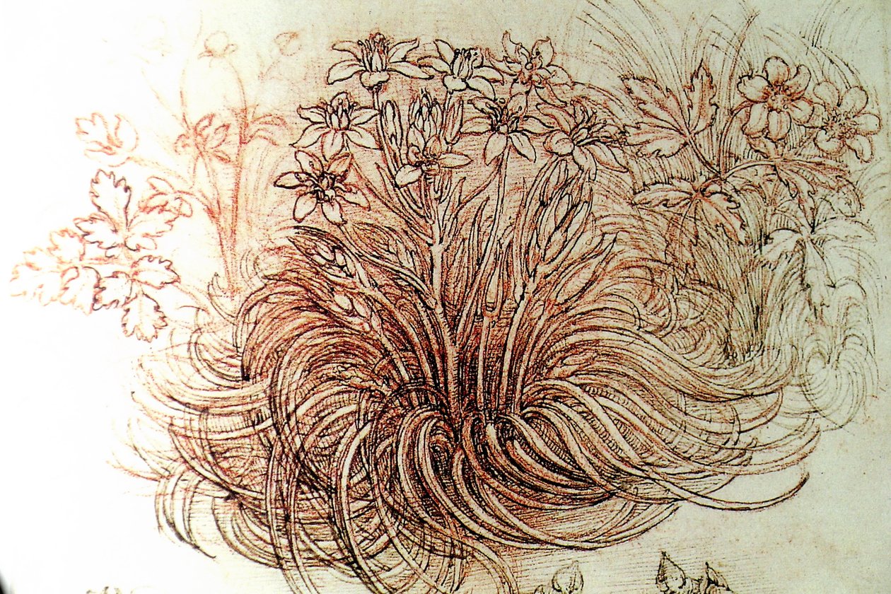 Bloemen door Leonardo da Vinci