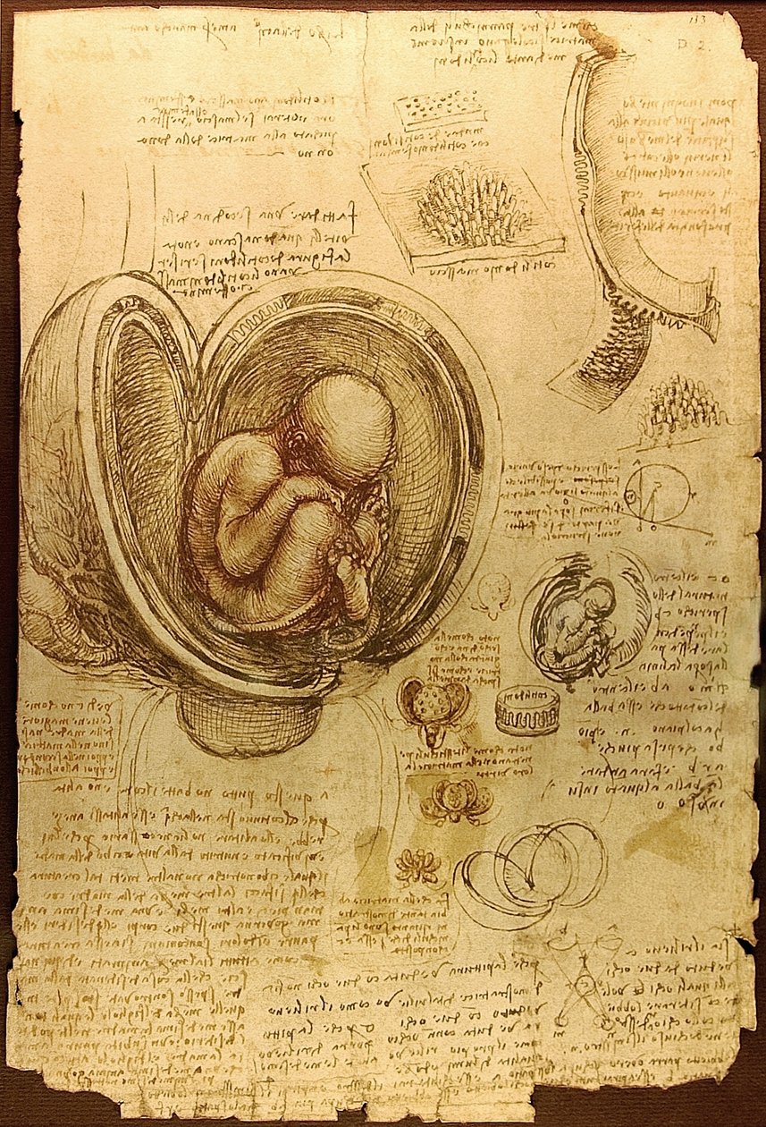 Da Vinci Studies van Embryo