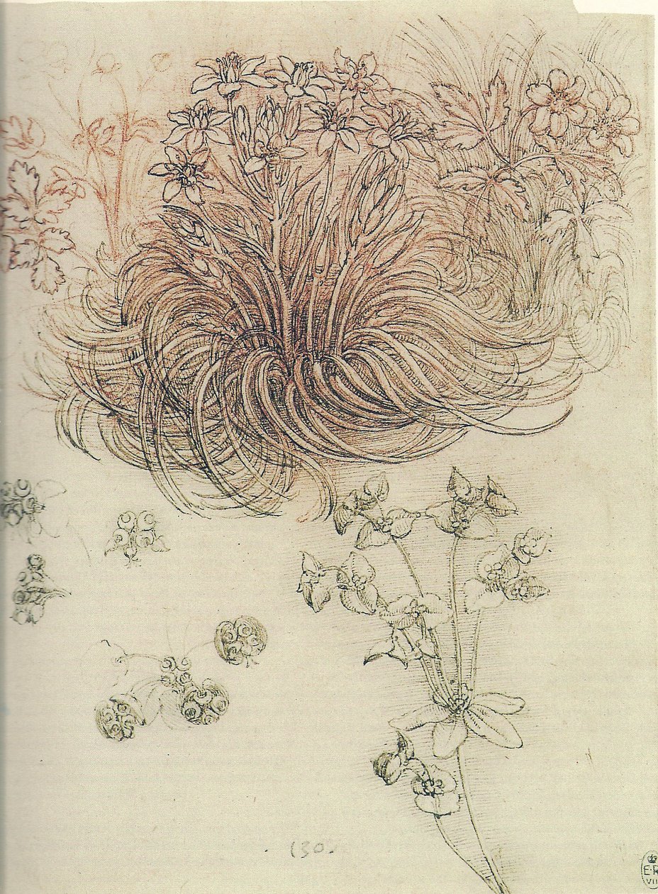 Ornithogalum (Ster van Bethlehem) door Leonardo da Vinci