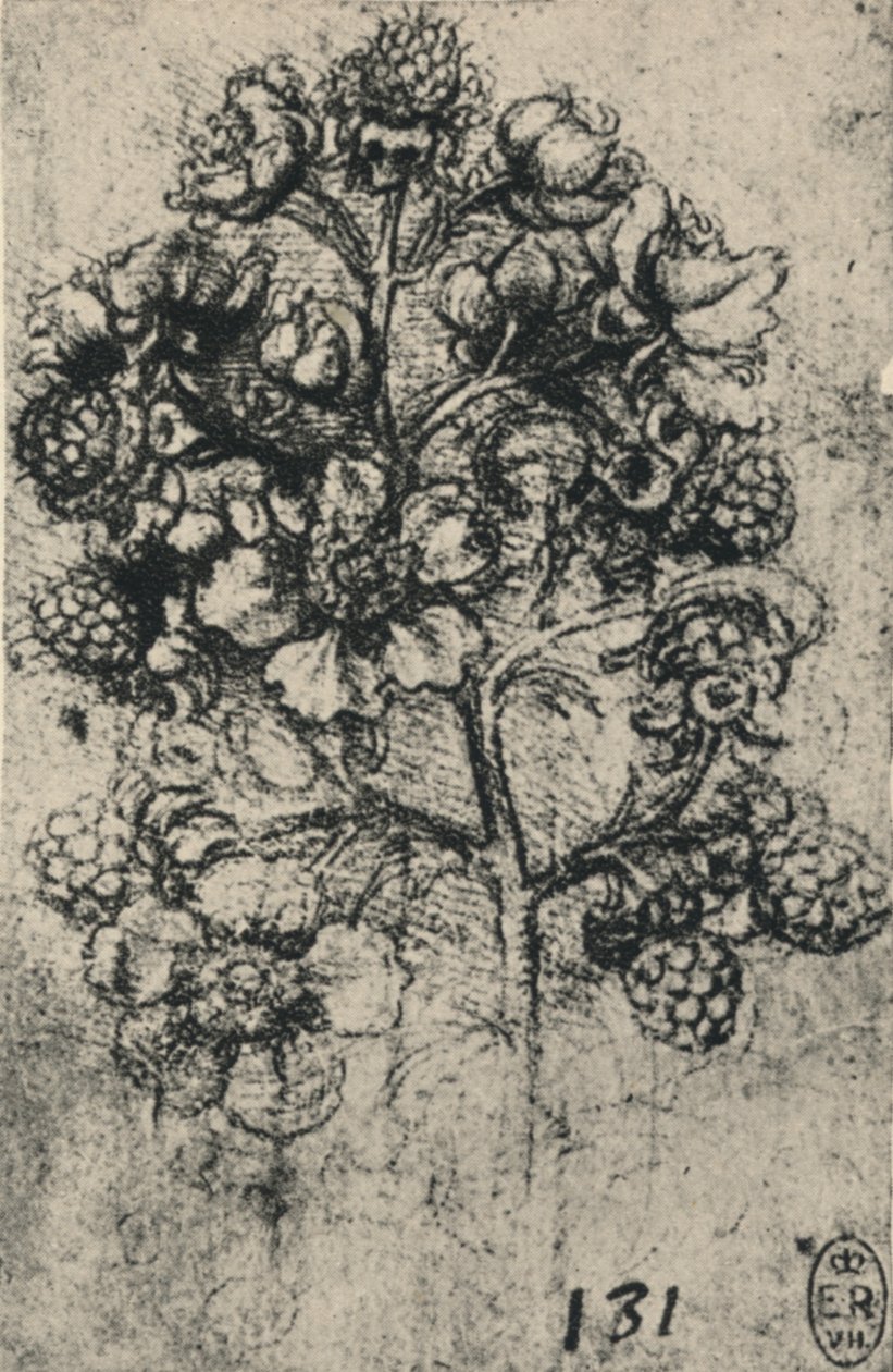 Een takje bramen, ca. 1480-1945 door Leonardo da Vinci
