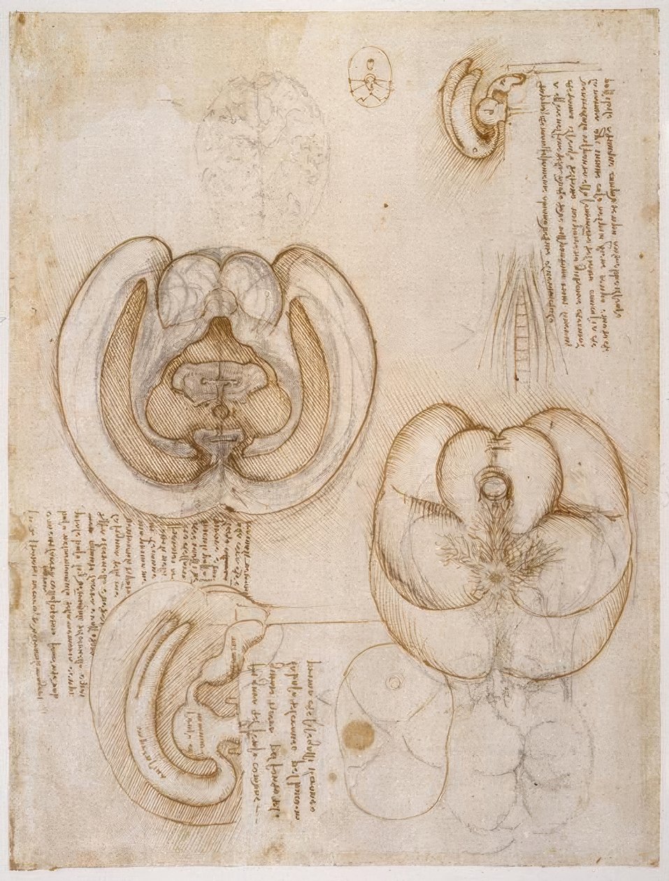 Anatomiestudies door Leonardo da Vinci