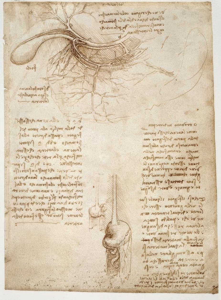 Anatomiestudies door Leonardo da Vinci