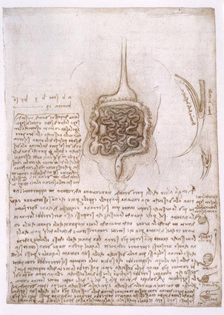 Anatomische studies door Leonardo da Vinci
