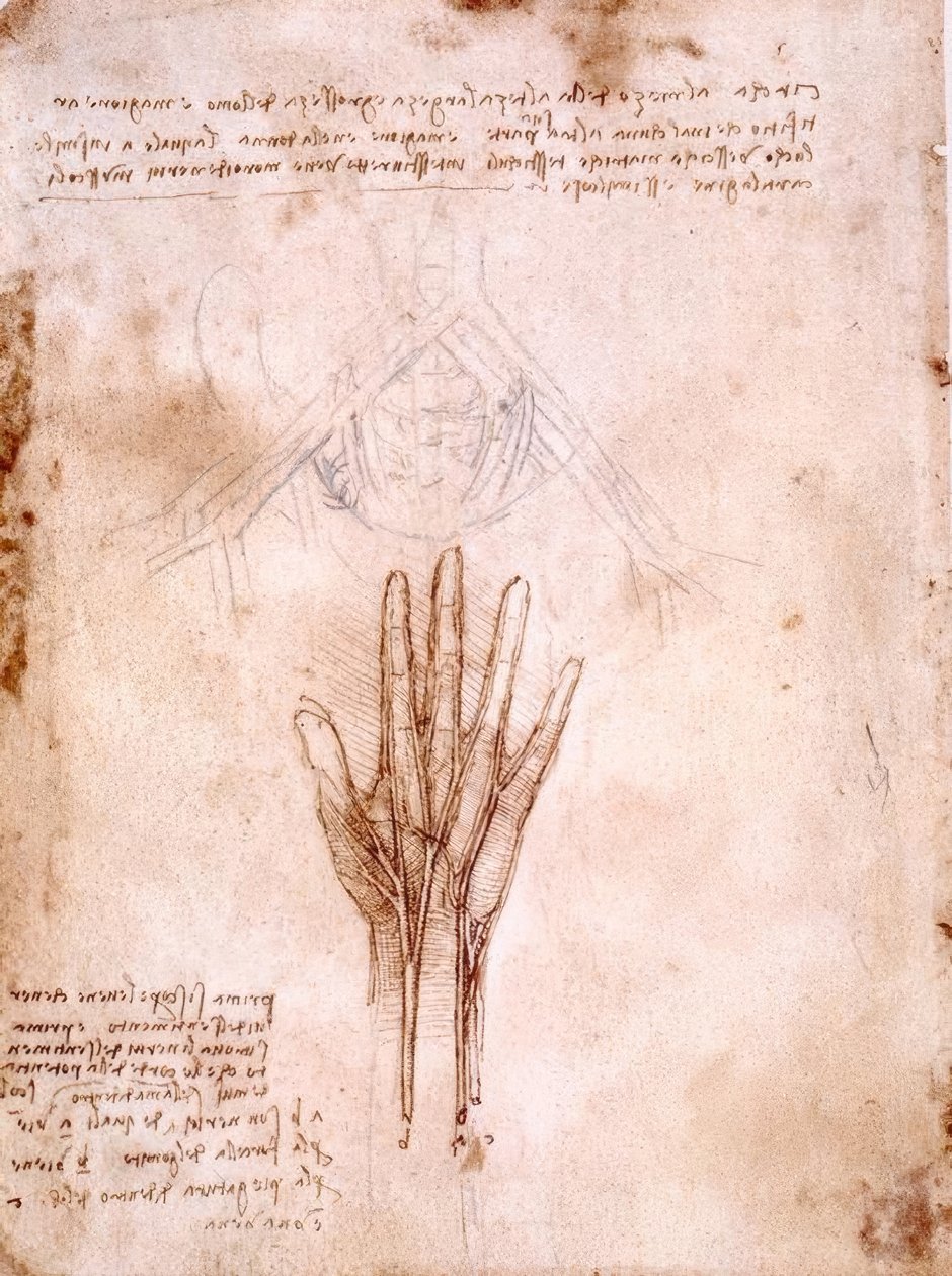 Anatomiestudies: Schets van de bekkenvaten door Leonardo da Vinci