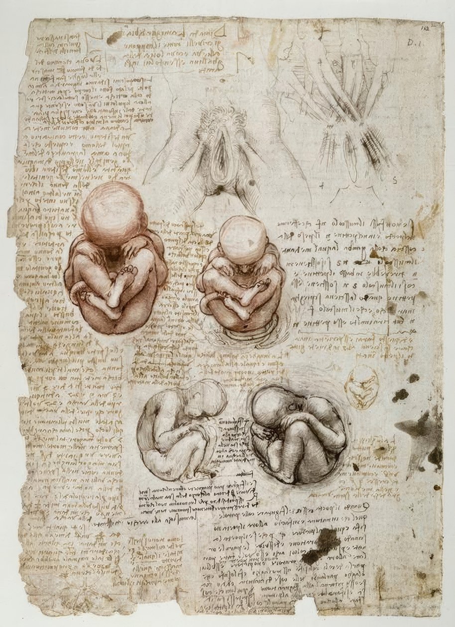 Foetus in de baarmoeder door Leonardo da Vinci