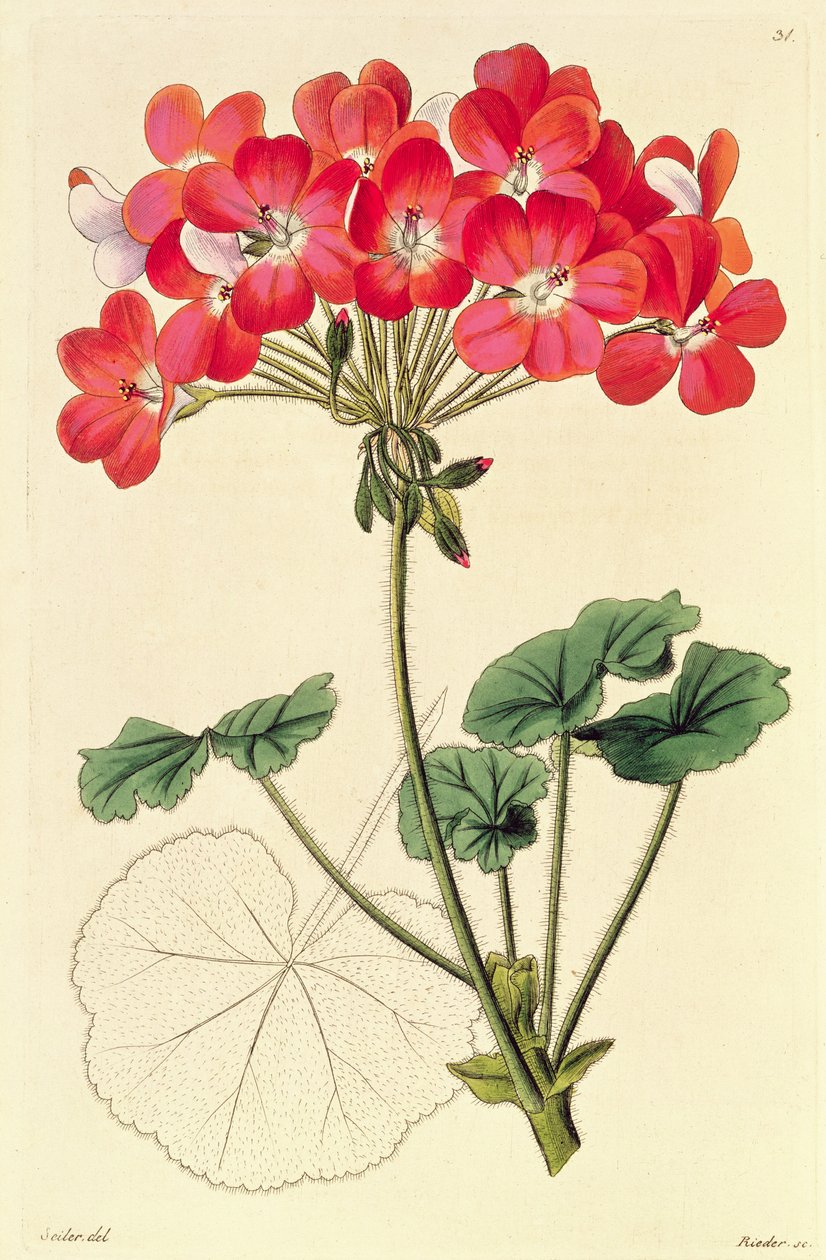 Pelargonium uit `Neu Arten von Pelargonium