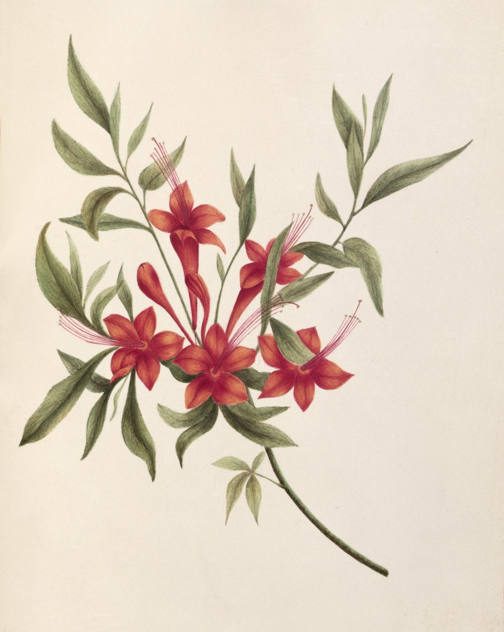 Fuchsia door Lili Cartwright