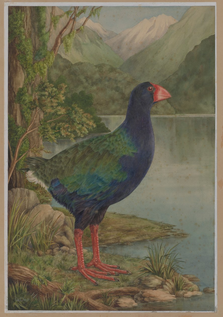 Aquarel illustratie van takahe door Lily Attey Daff