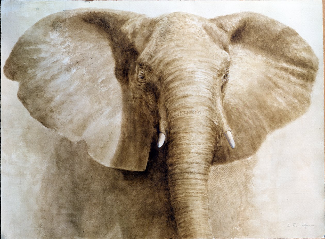 Olifant, 2004 door Lincoln Seligman