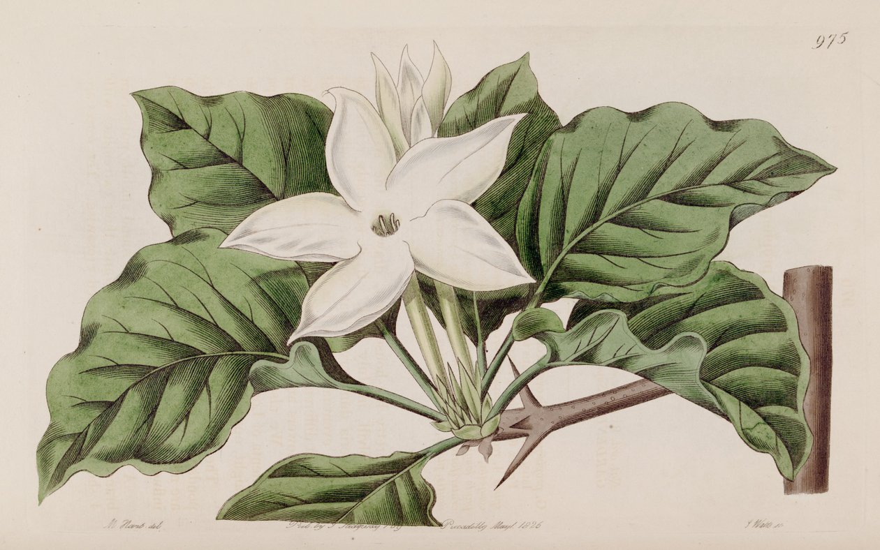 Gardenia propinqua door Lindley