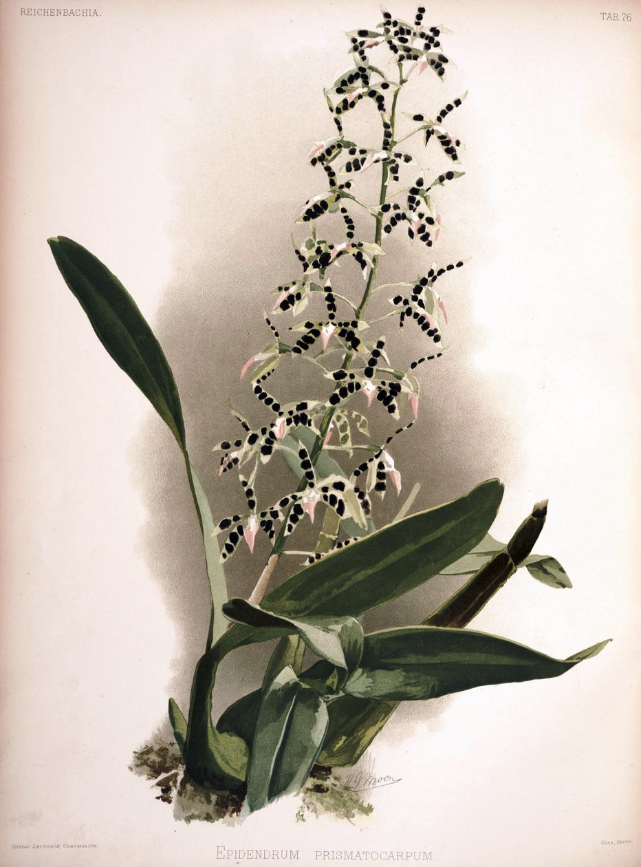 Prosthechea prismatocarpa als syn.: Epidendrum prismatocarpum door London H. Sotheran and Co.