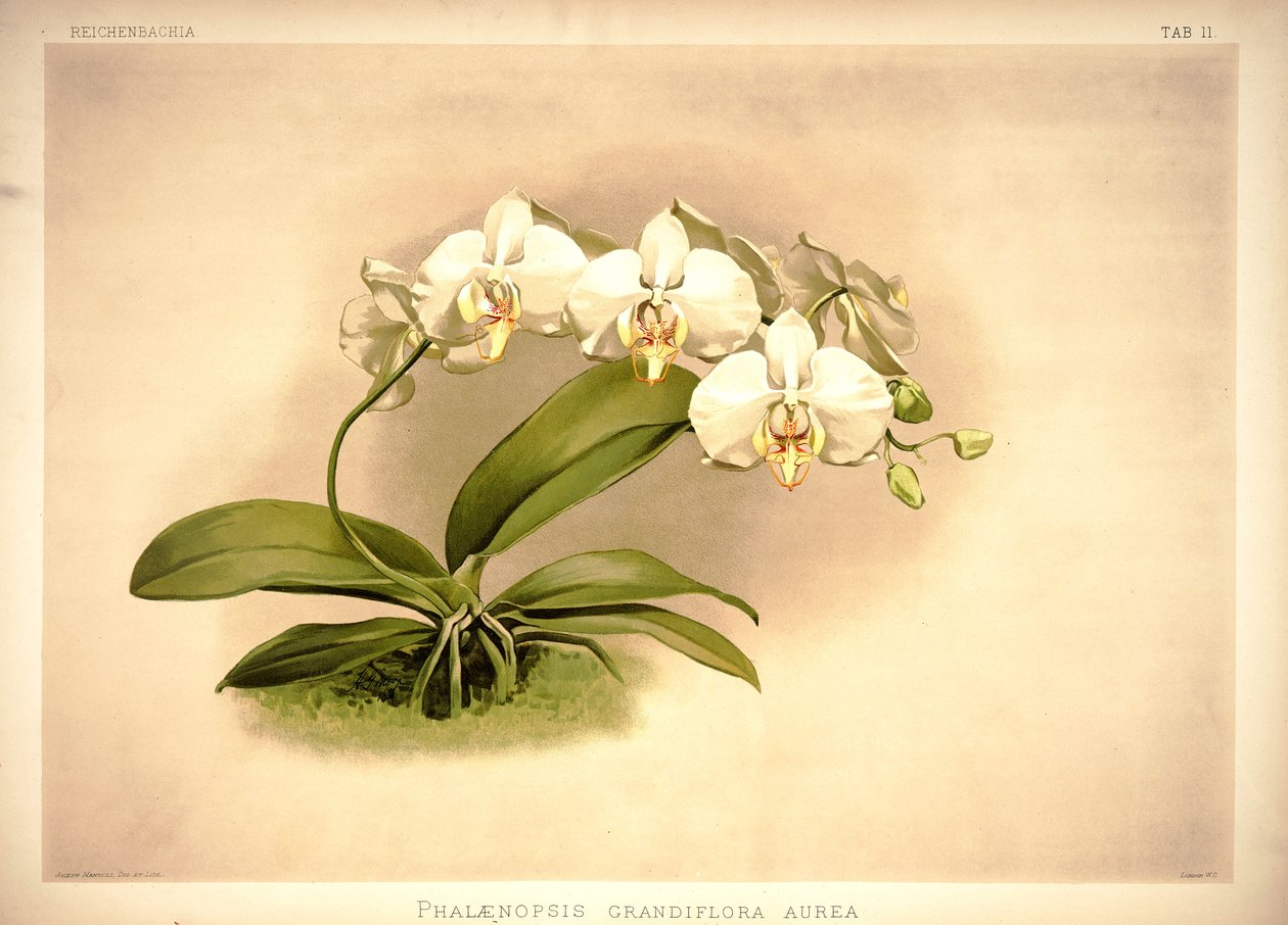 Phalaenopsis amabilis door London H. Sotheran and Co.