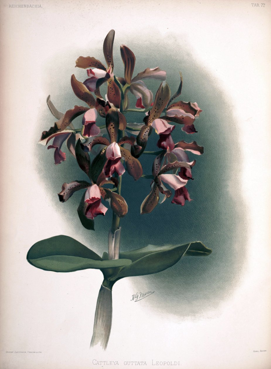 Cattleya tigrina als syn.: Cattleya guttata var. leopoldii door London H. Sotheran and Co.