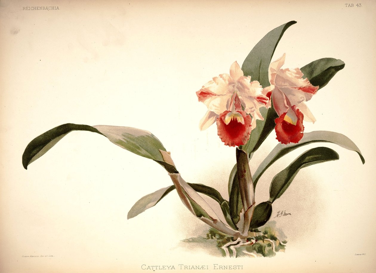 Cattleya trianae door London H. Sotheran and Co.