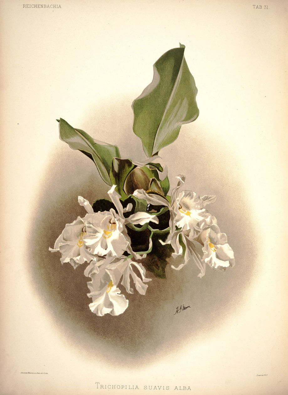 Trichopilia suavis door London H. Sotheran and Co.