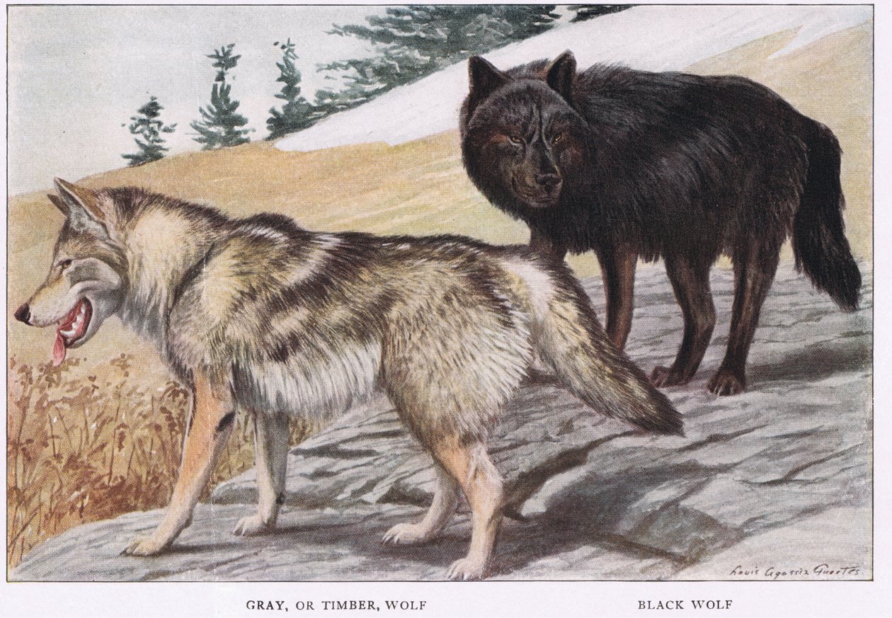 Grijze of timberwolf door Louis Agassiz Fuertes