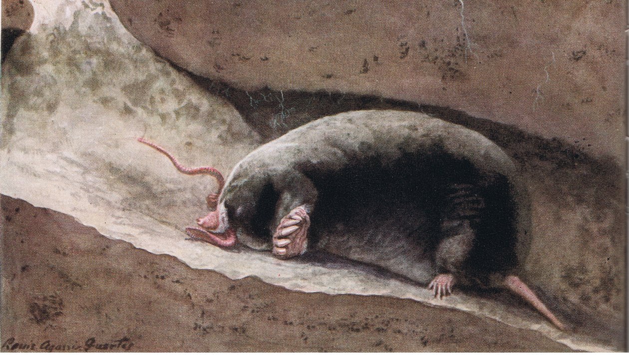 Townsend Mole door Louis Agassiz Fuertes