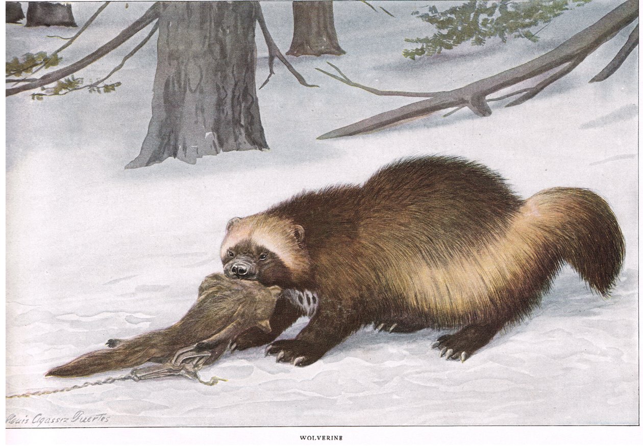 Wolverine door Louis Agassiz Fuertes