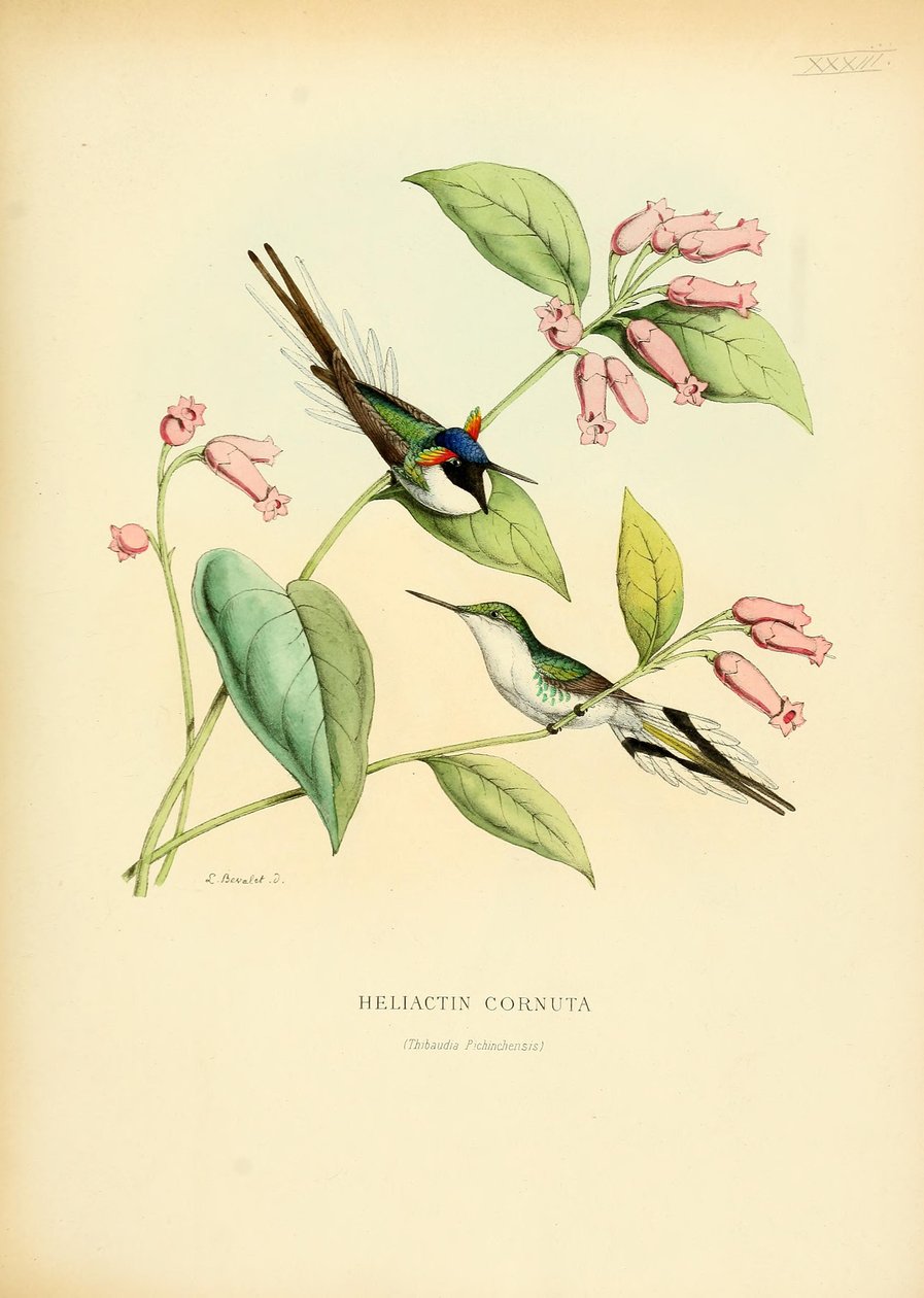 Heliactin cornuta door Louis Victor Bevalet