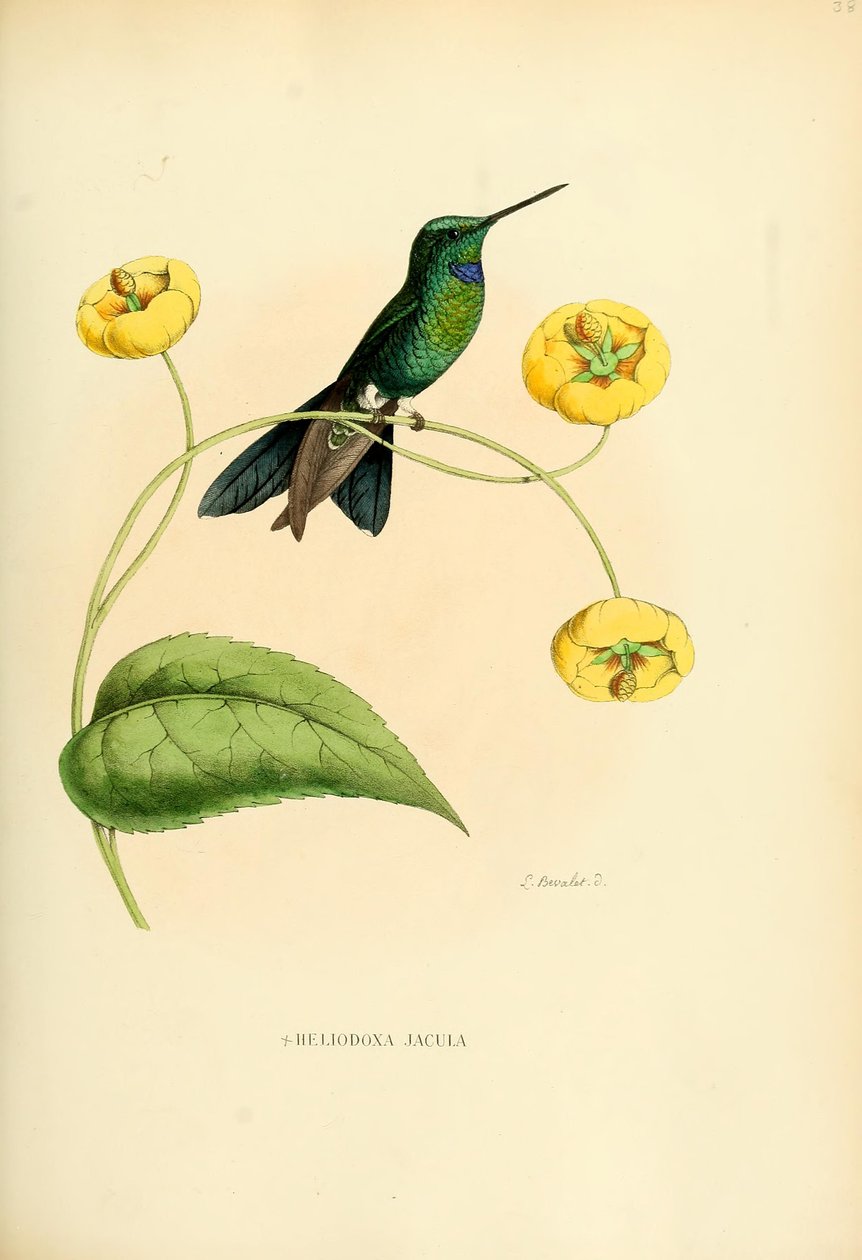 Heliodoxa jacula door Louis Victor Bevalet