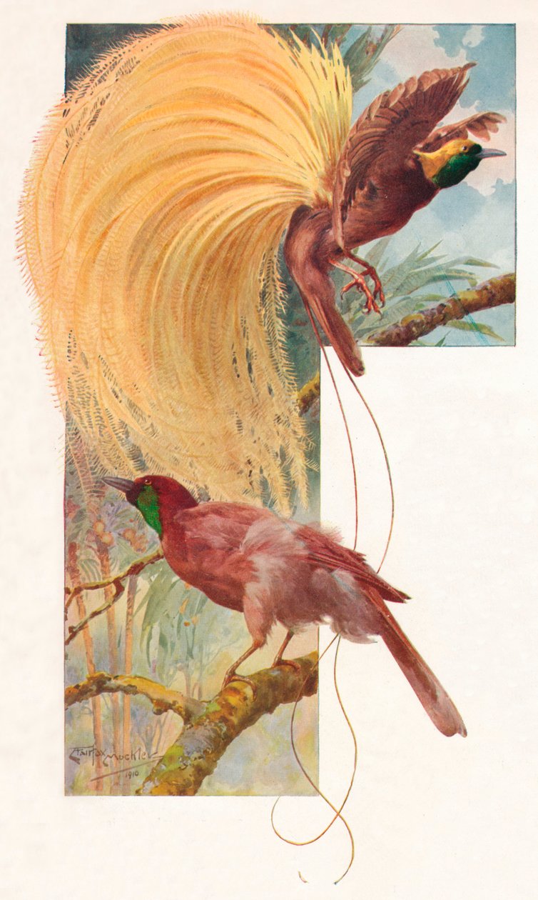 Grote paradijsvogels, 1910, 1911 door Louis Fairfax Muckley