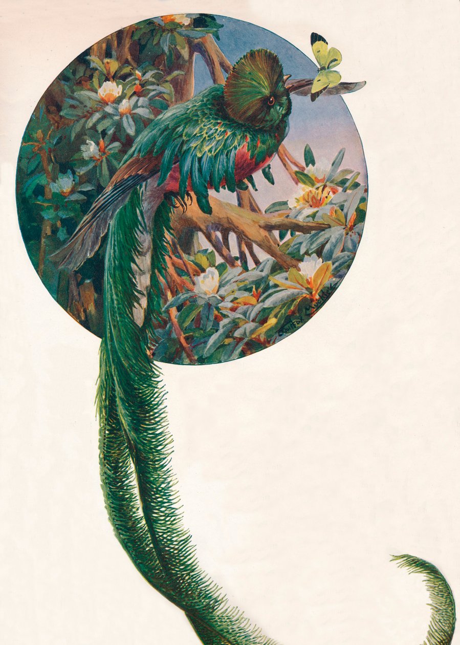 Langstaart Trogons, c1910, 1911 door Louis Fairfax Muckley