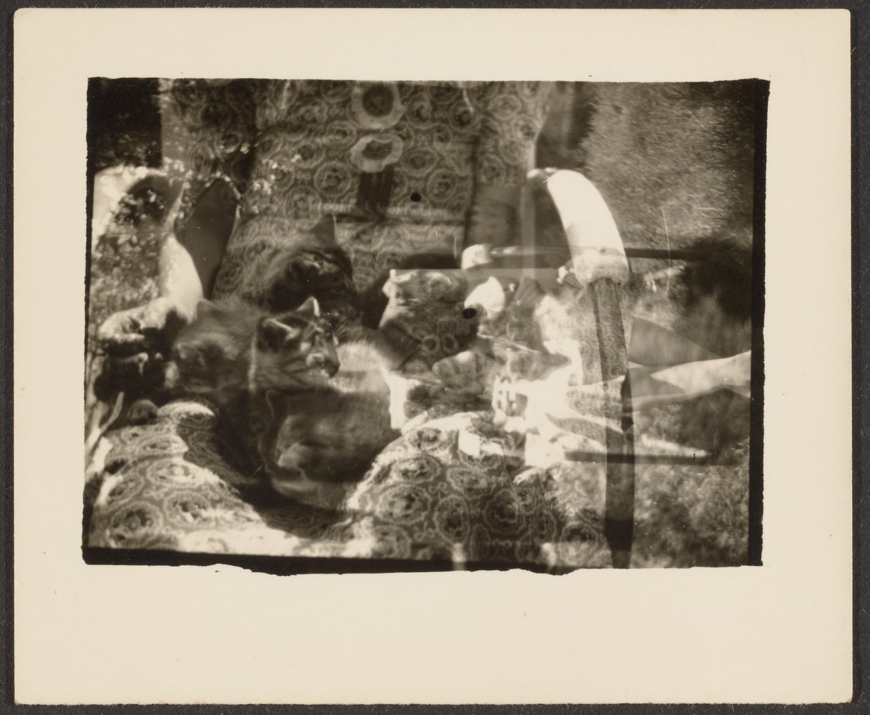 [Katten en Reflecties]. door Louis Fleckenstein