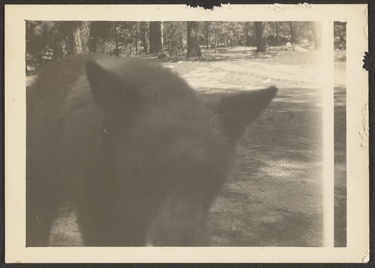[Vriendelijke beer op camping]. door Louis Fleckenstein