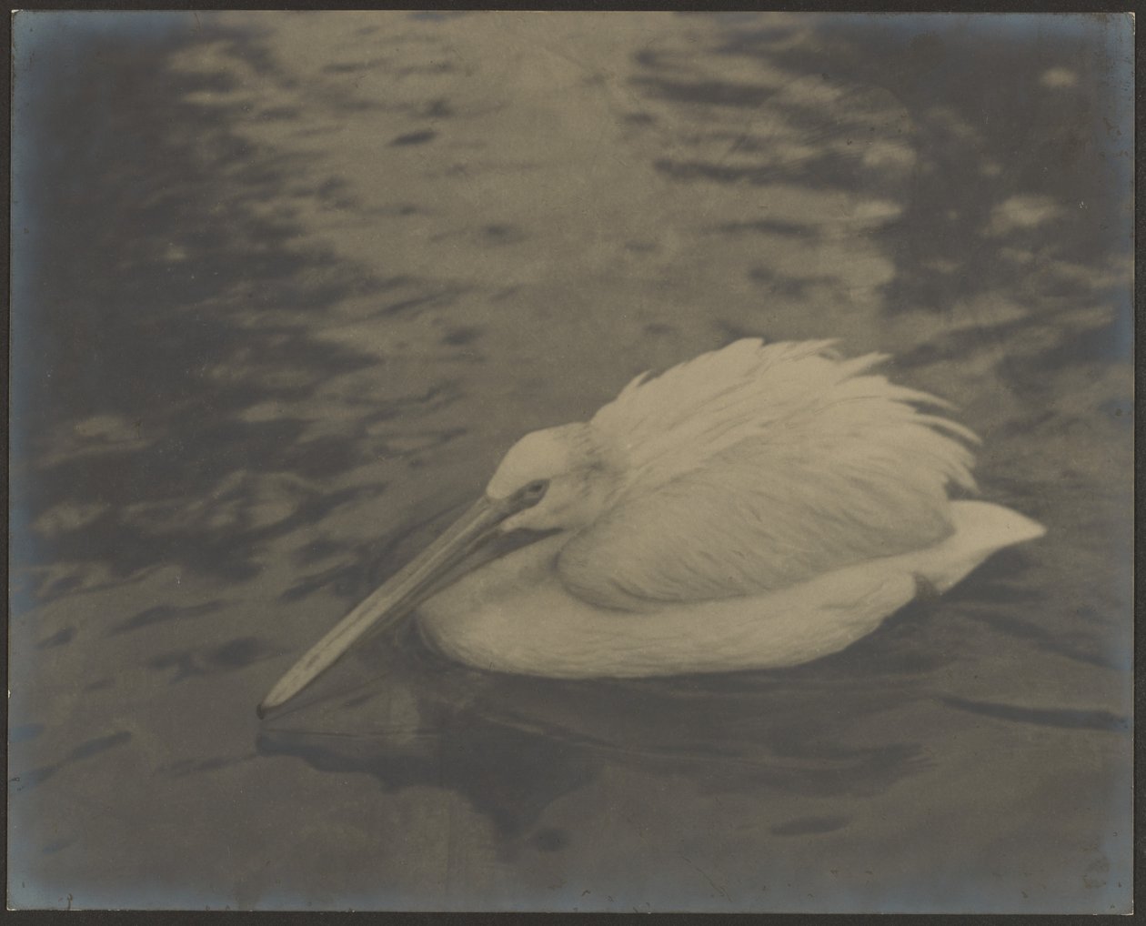 [Heron] door Louis Fleckenstein
