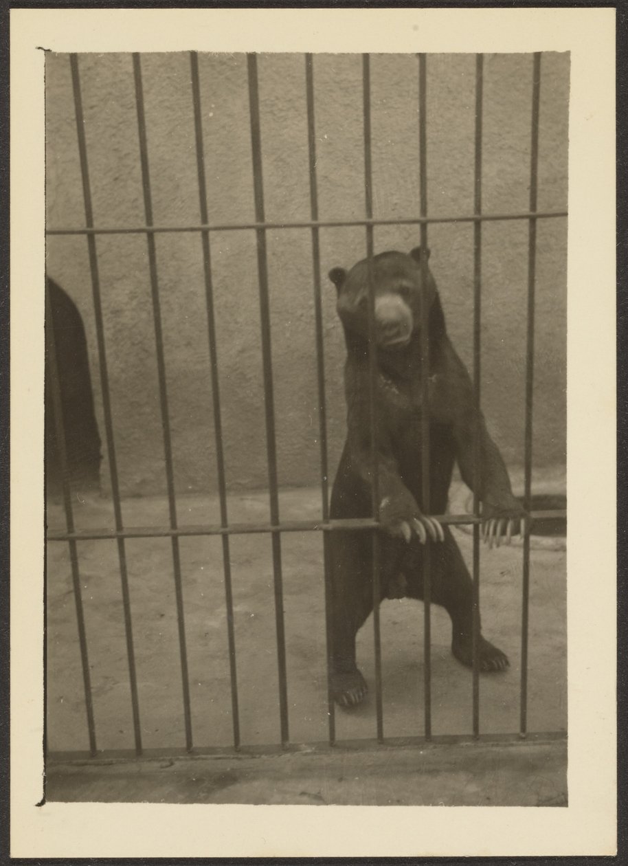 [Luiaardbeer in kooi]. door Louis Fleckenstein