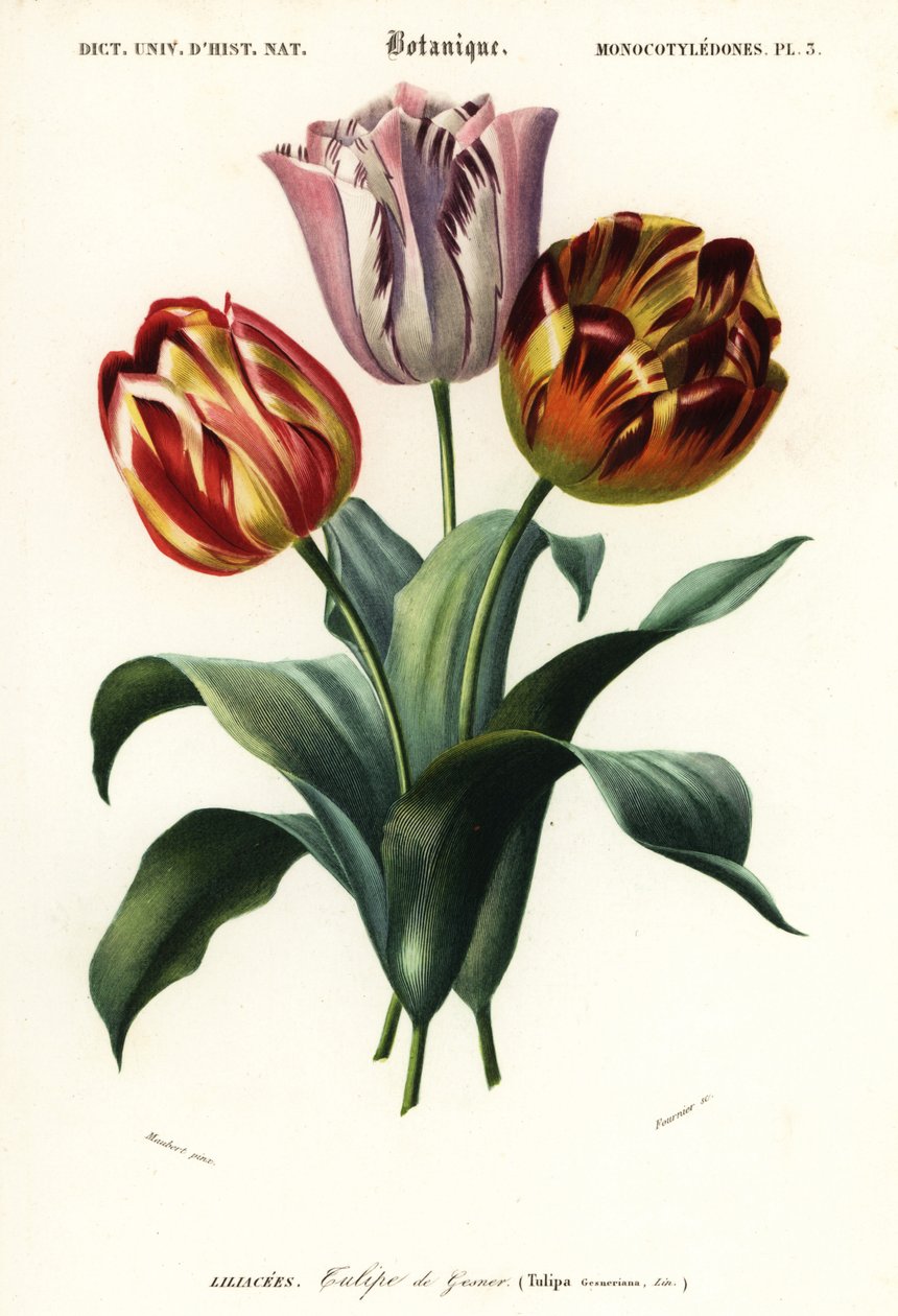 Tuintulp, Tulipa gesneriana, 1849 (gravure) door Louis Joseph Edouard Maubert