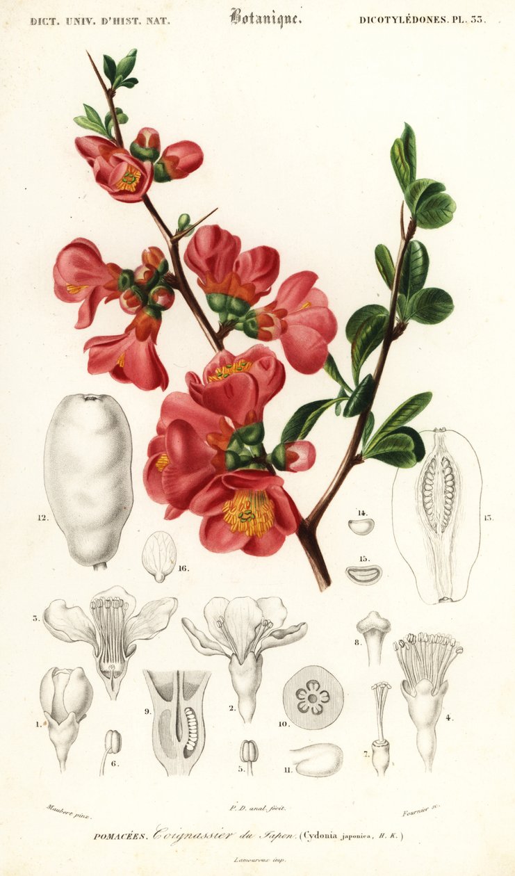 Japanse kwee, Chaenomeles japonica door Louis Joseph Edouard Maubert