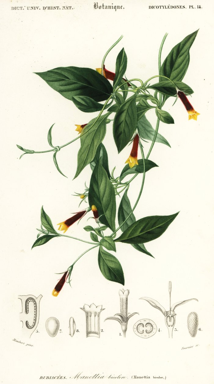 Manettia luteorubra (gravure) door Louis Joseph Edouard Maubert