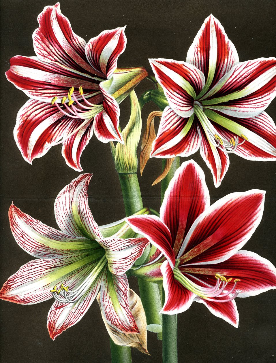 AMARYLLIS HIPPEASTRA door Louis Van Houtte