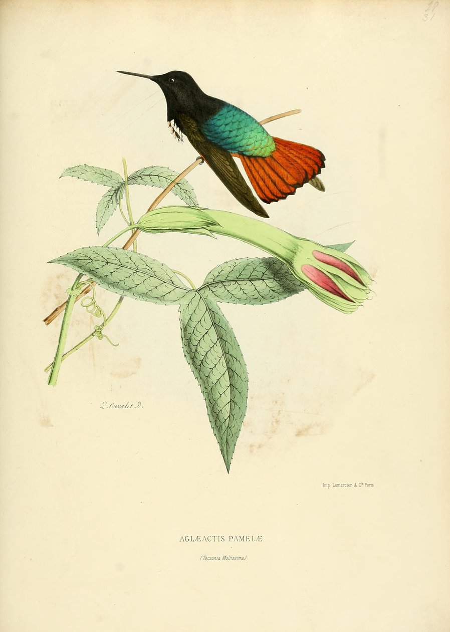 Aglaeactis pamelae door Louis Victor Bevalet