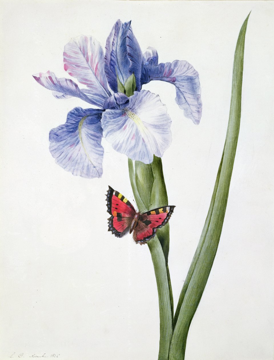 f.10 Blauwe iris met vlinder (Spuria), 1826 door Louise DOrleans