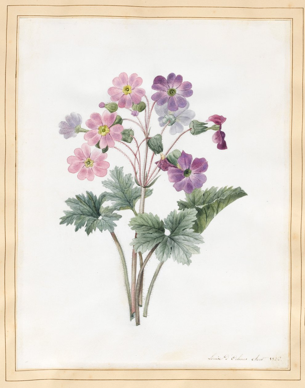 Hybride auricula door Louise DOrleans