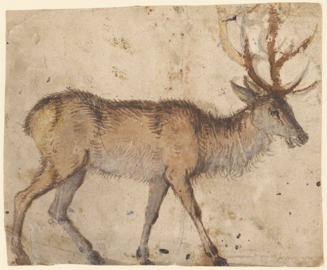 Studie van een Hert door Lucas Cranach the Elder