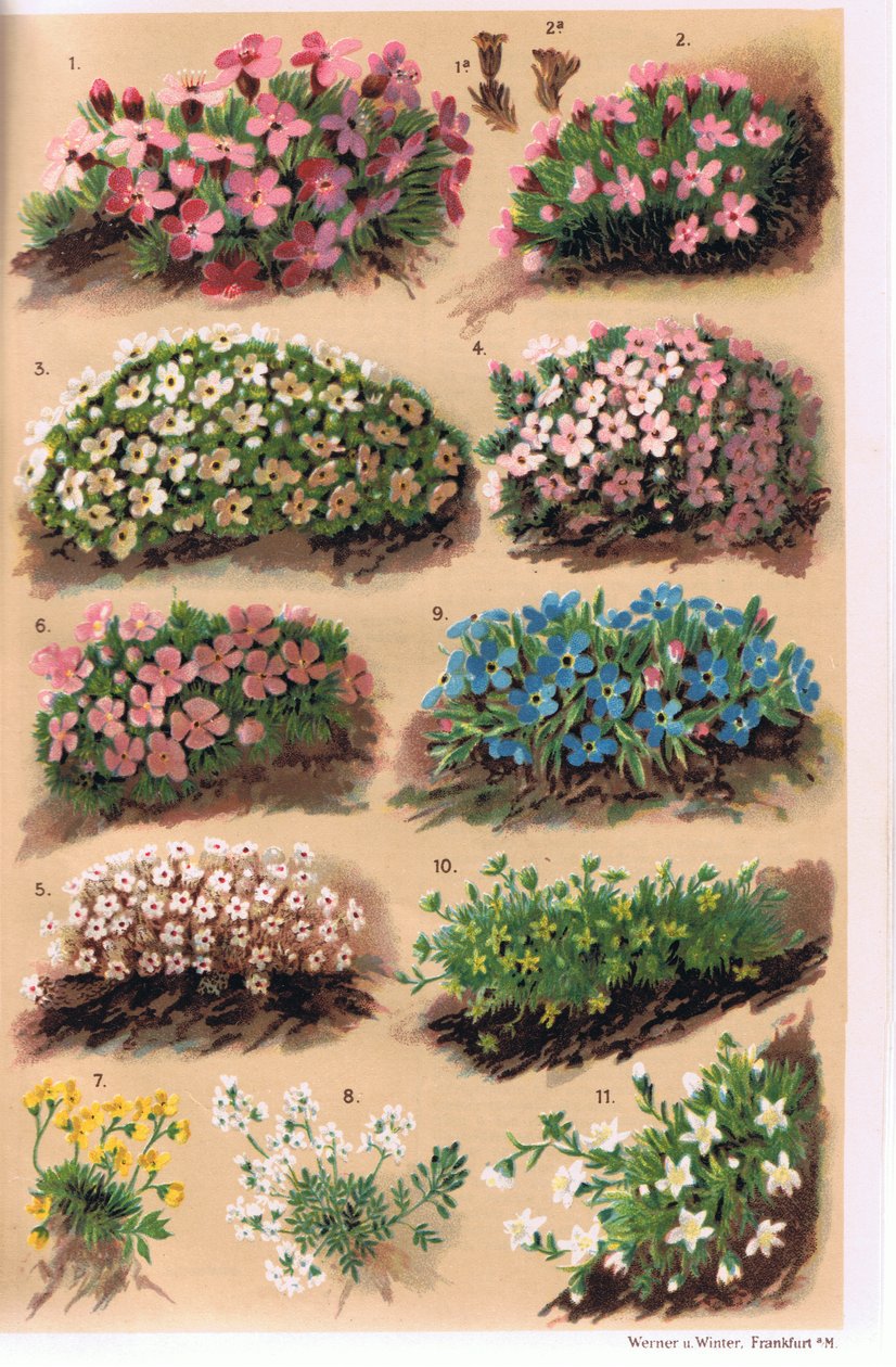 Alpenplanten, illustratie uit 