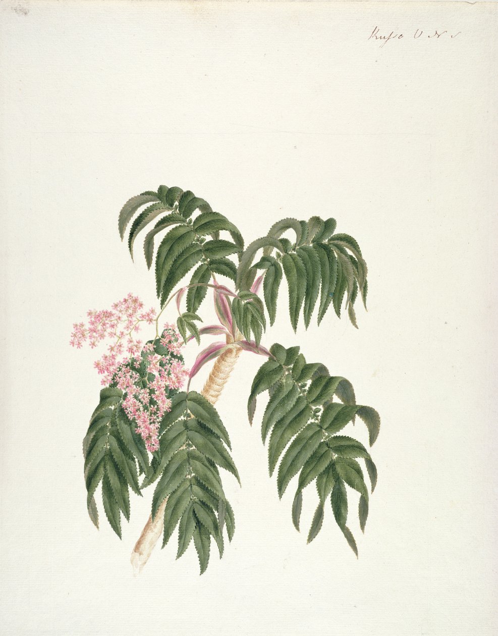 Cusso of Banbesia; Abessinië (bladeren en bloemen) door Luigi Balugani
