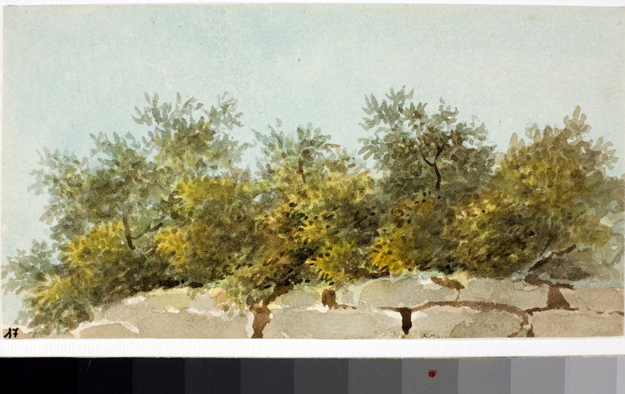 Olijven, Ligurië door Luigi Garibbo