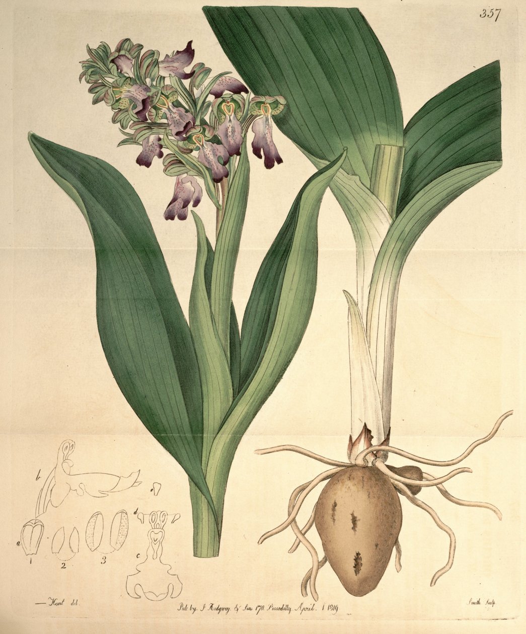Illustratie van Barlia robertiana (als syn. Orchis longibracteata Biv.) door M. Hart