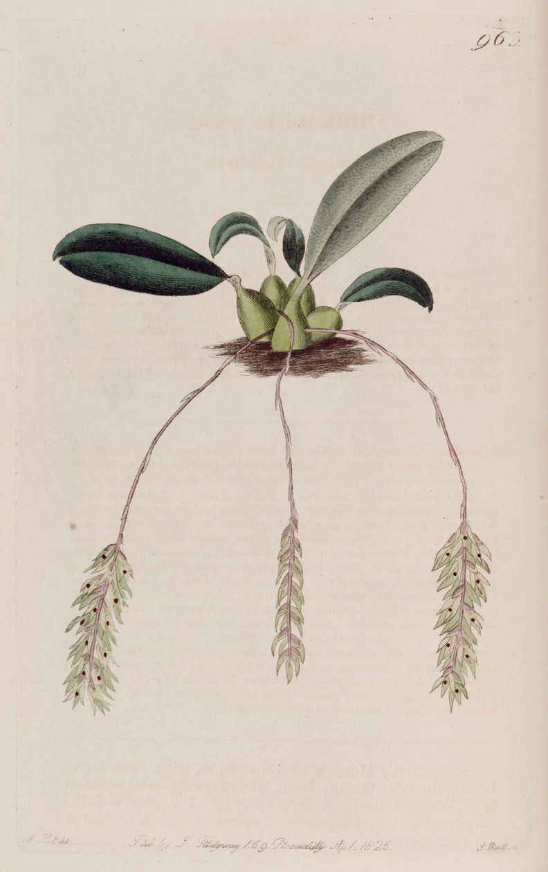 Illustratie van Bulbophyllum pendulum (als syn. Tribrachia pendula) door M. Hart