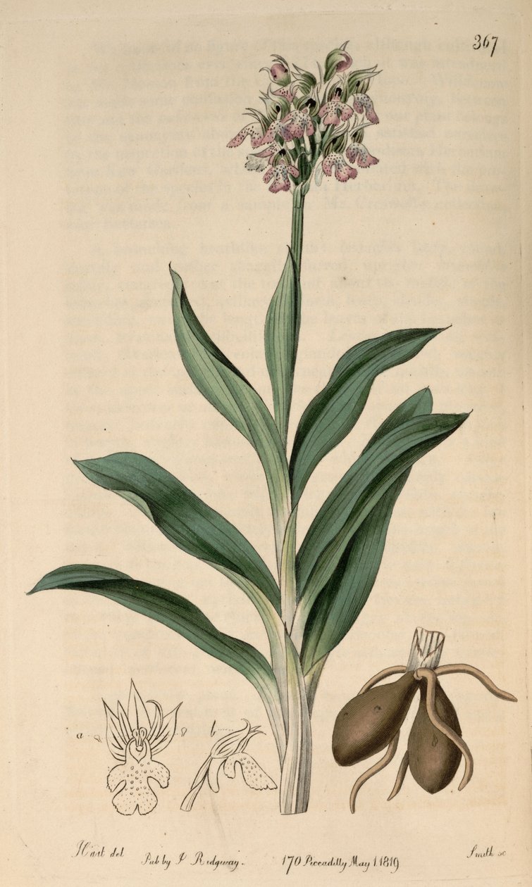 Illustratie van Neotinea tridentata subsp. tridentata door M. Hart