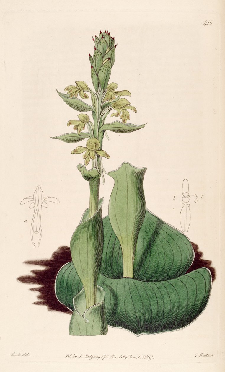 Illustratie van Satyrium bicorne (als syn. Satyrium cucullatum) door M. Hart