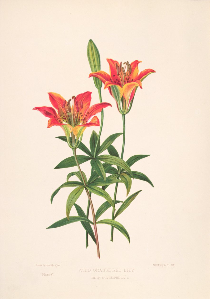 Epimachus Speciosus door M. Hart