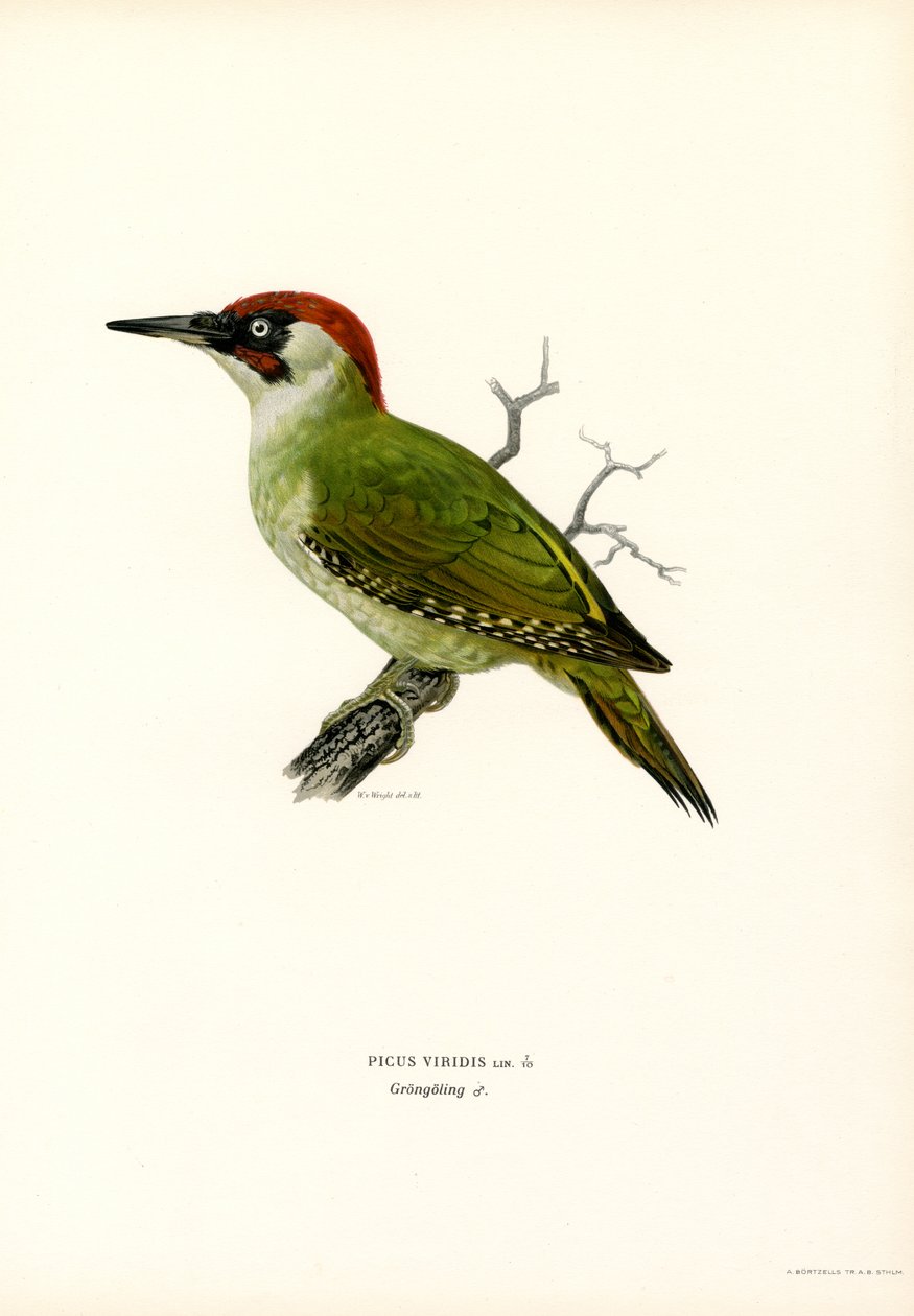 Groene specht door Magnus Ferdinand and Wilhelm von Wright