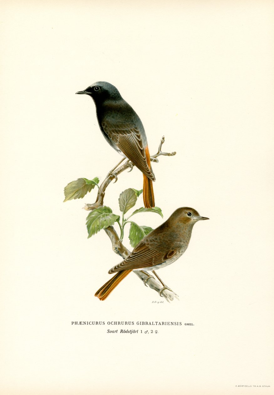 Zwarte roodstaart door Magnus Ferdinand and Wilhelm von Wright