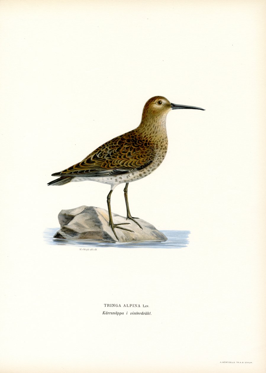 Bonte Strandloper door Magnus Ferdinand and Wilhelm von Wright