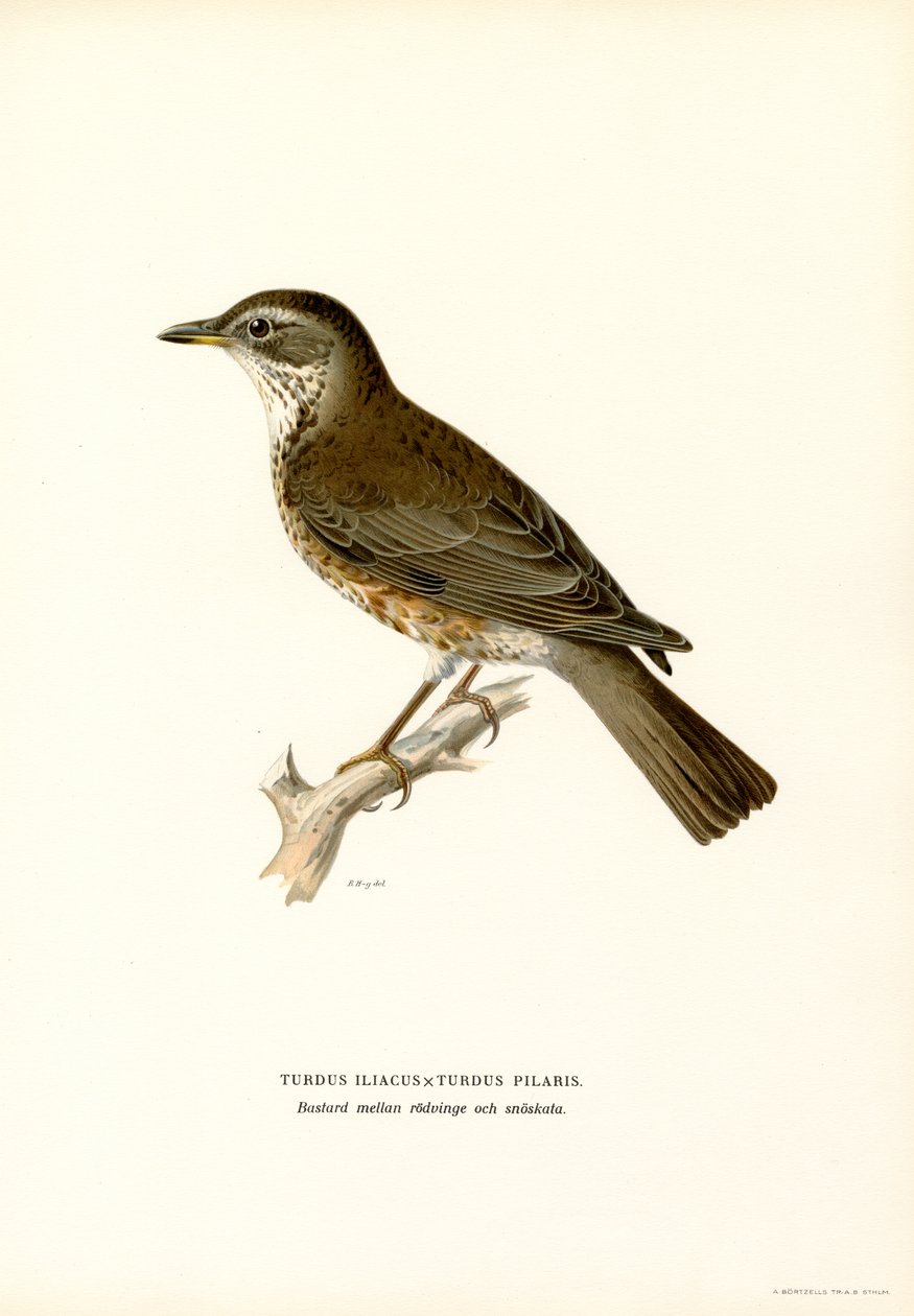 Kramsvogel door Magnus Ferdinand and Wilhelm von Wright